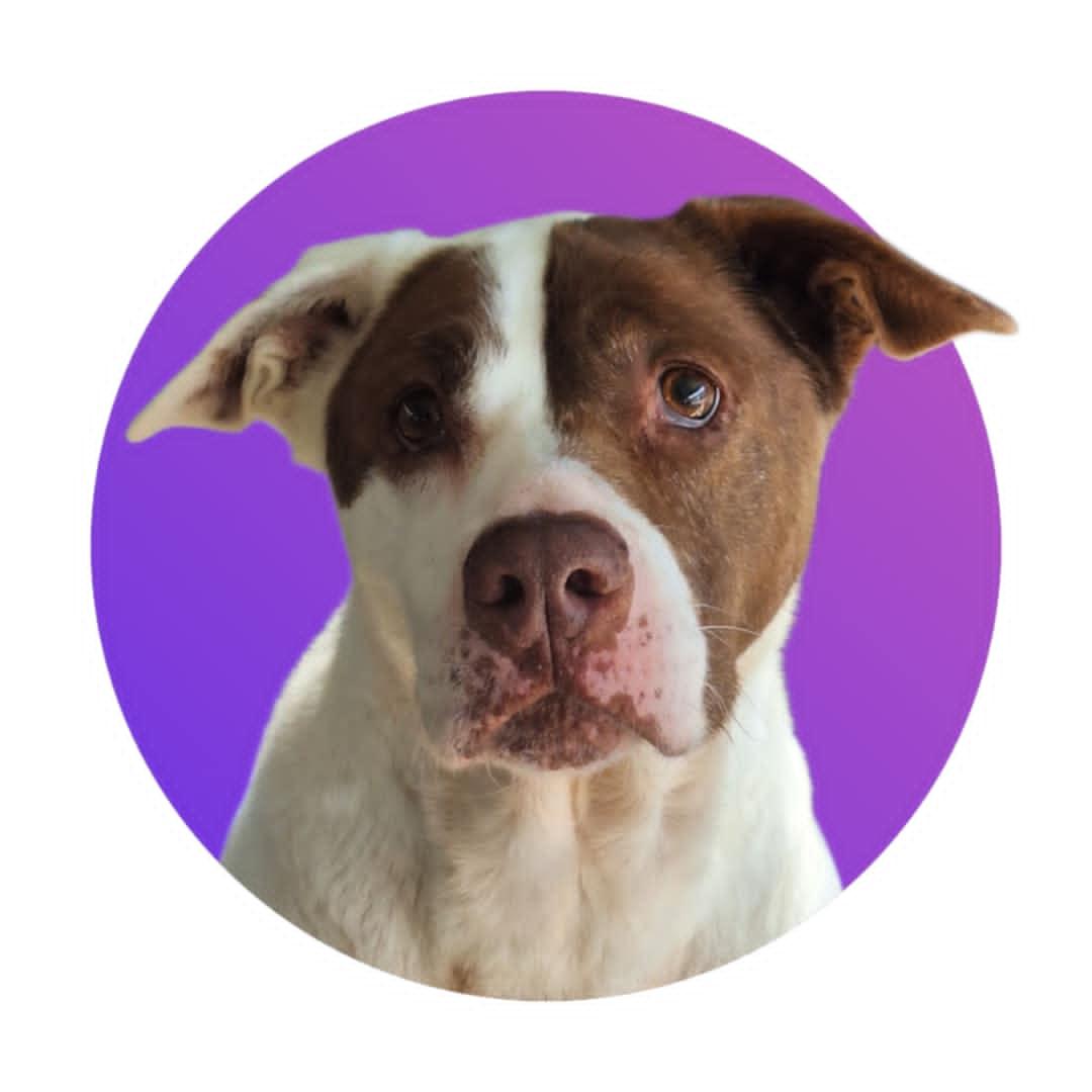 Kate, an adoptable Staffordshire Bull Terrier in Anderson, IN, 46015 | Photo Image 4