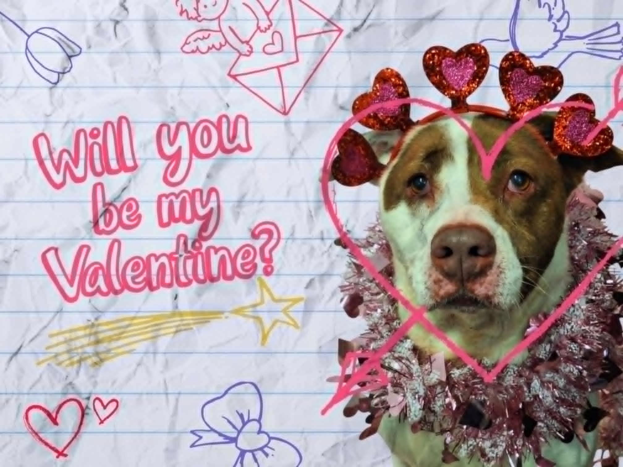 Kate, Adoptable, Young Female Staffordshire Bull Terrier.