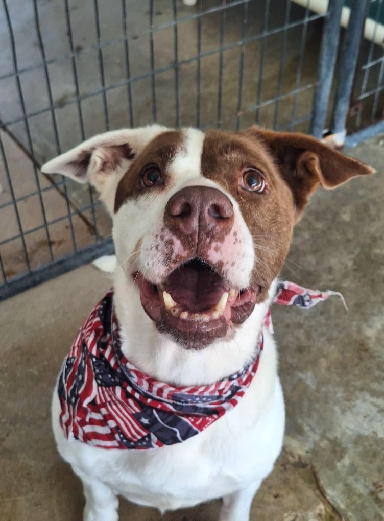 Kate, an adoptable Staffordshire Bull Terrier in Anderson, IN, 46015 | Photo Image 1