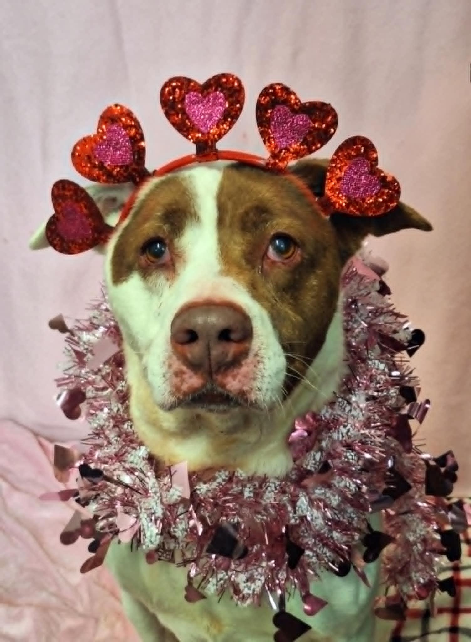 Kate, a Adoptable mixed breed in Anderson, IN image 5/5