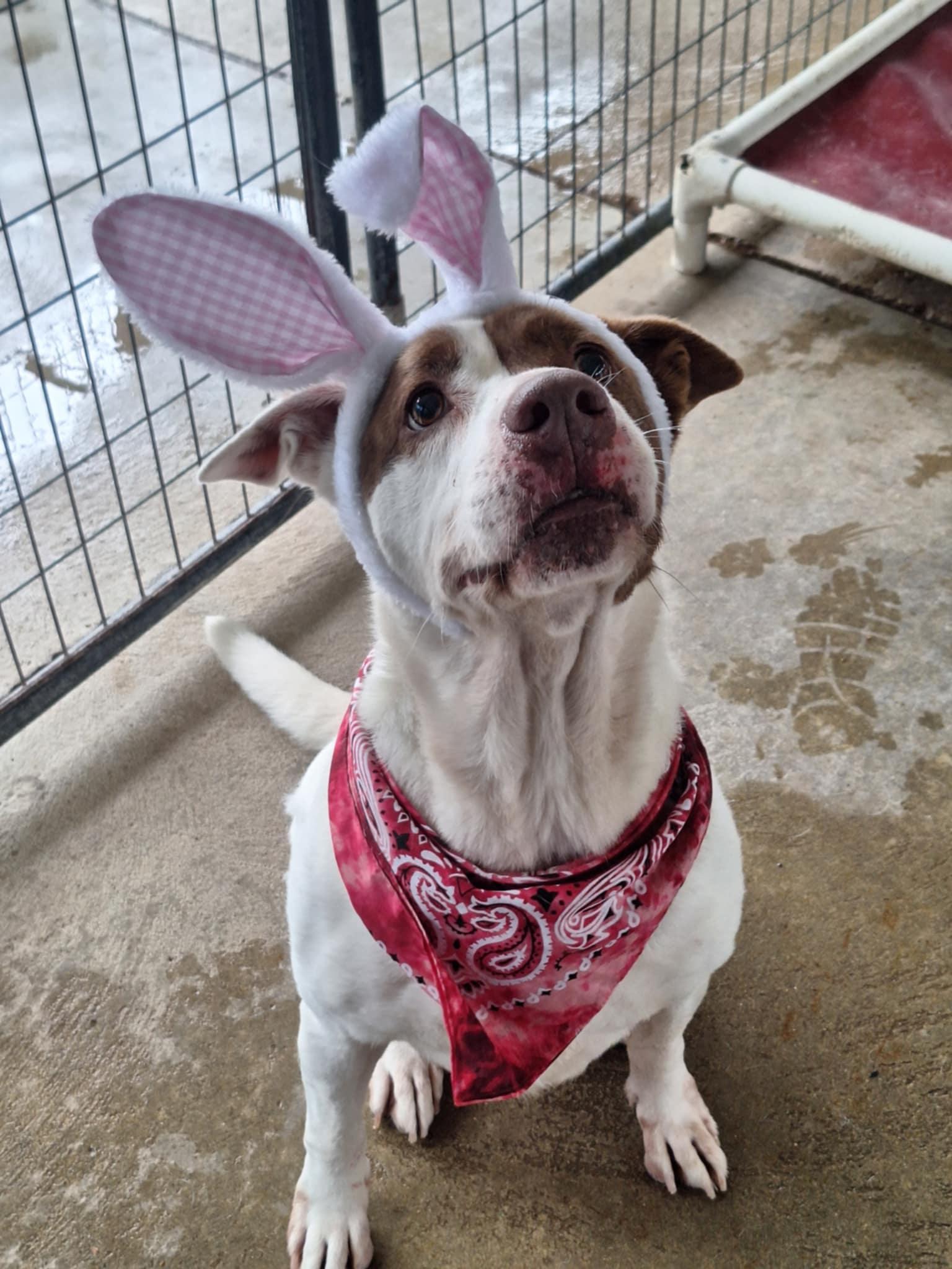 Kate, Young Female Staffordshire Bull Terrier