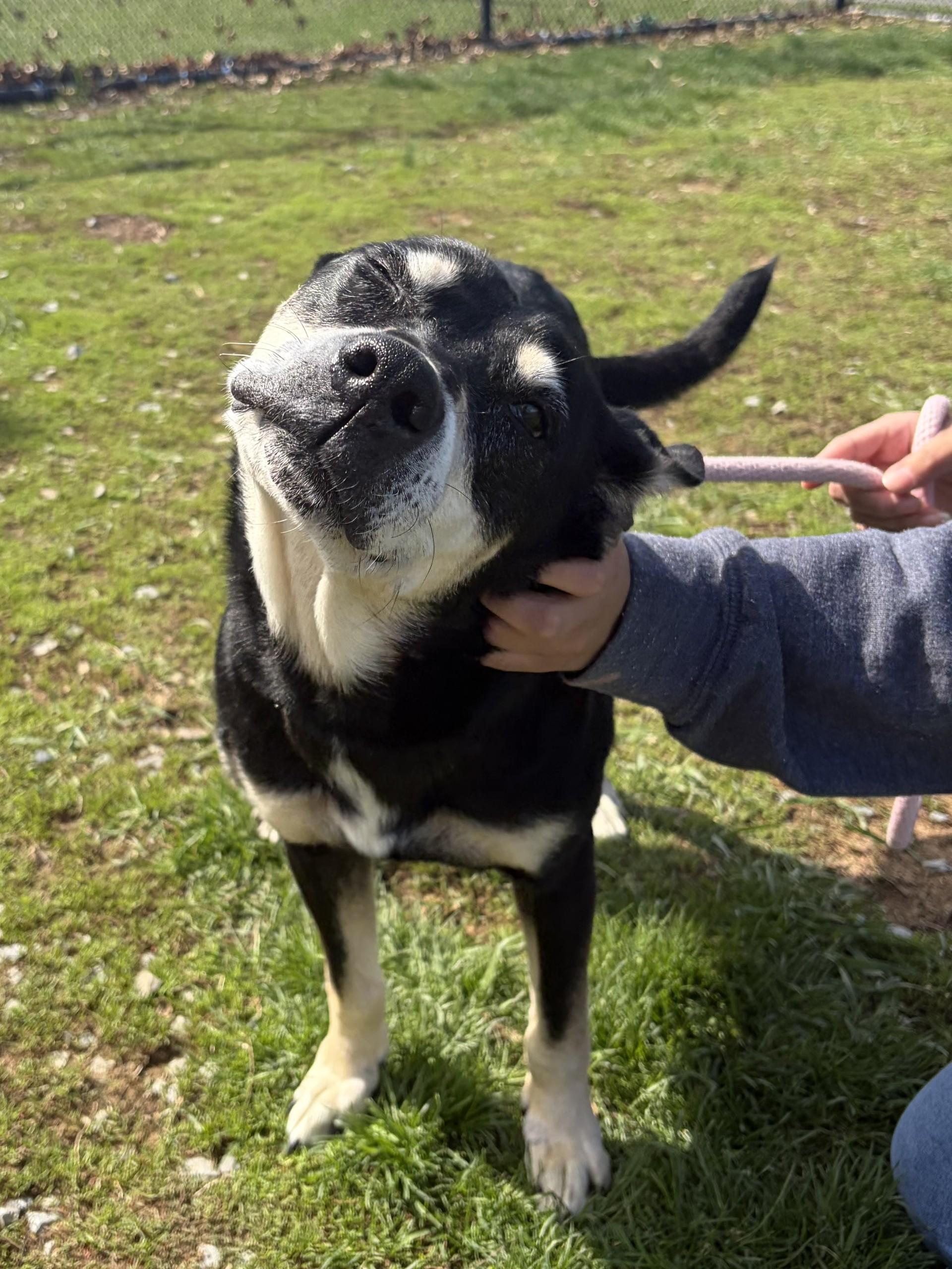 Enlarge Natasha, a ADOPTABLE mixed breed in Winchester, VA image 5/5