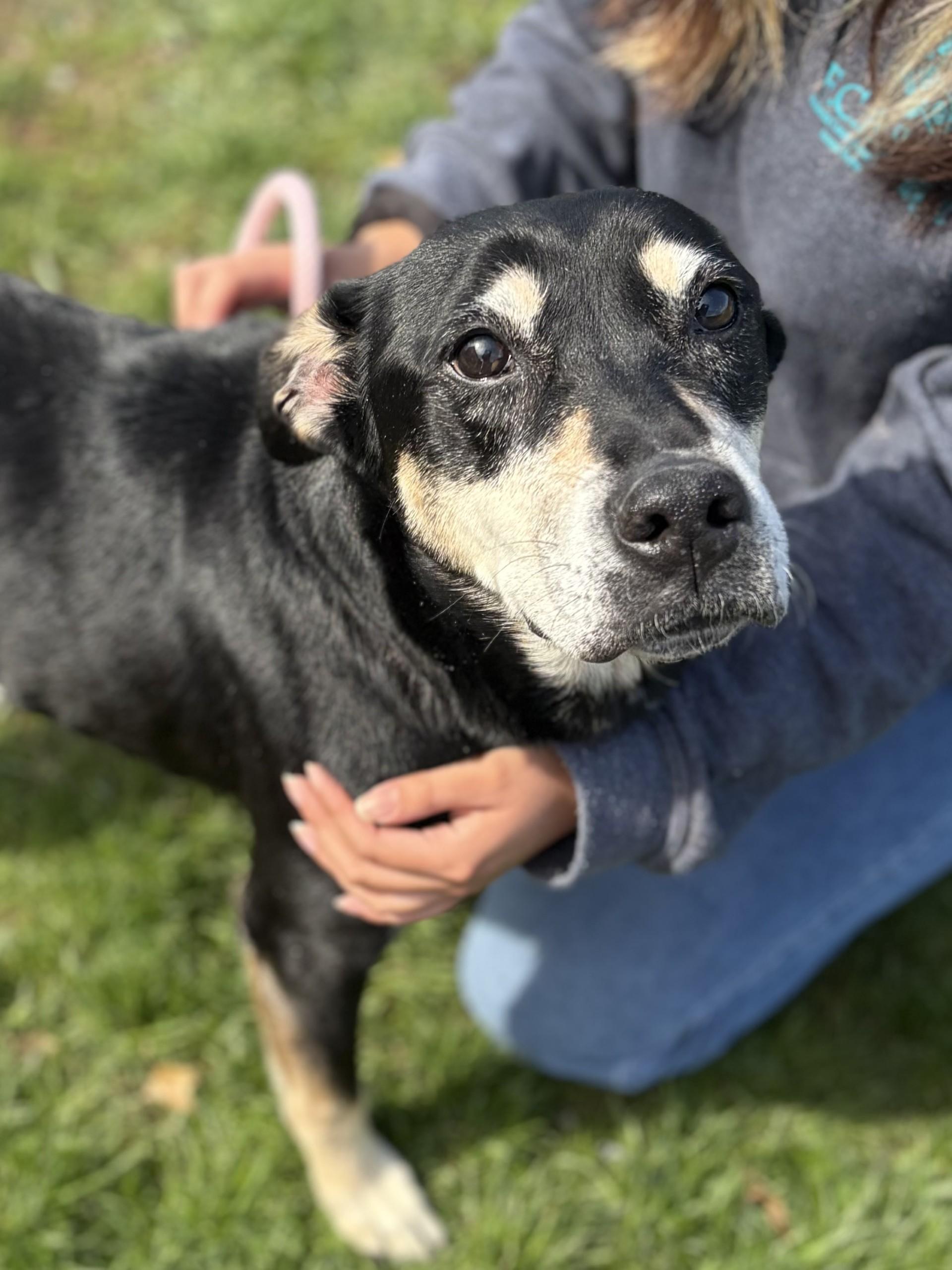 Enlarge Natasha, a ADOPTABLE mixed breed in Winchester, VA image 1/5