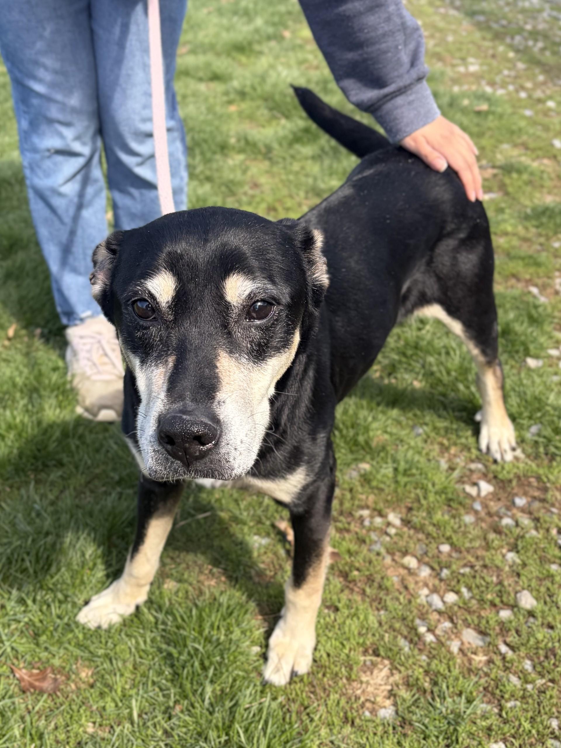 Enlarge Natasha, a ADOPTABLE mixed breed in Winchester, VA image 2/5