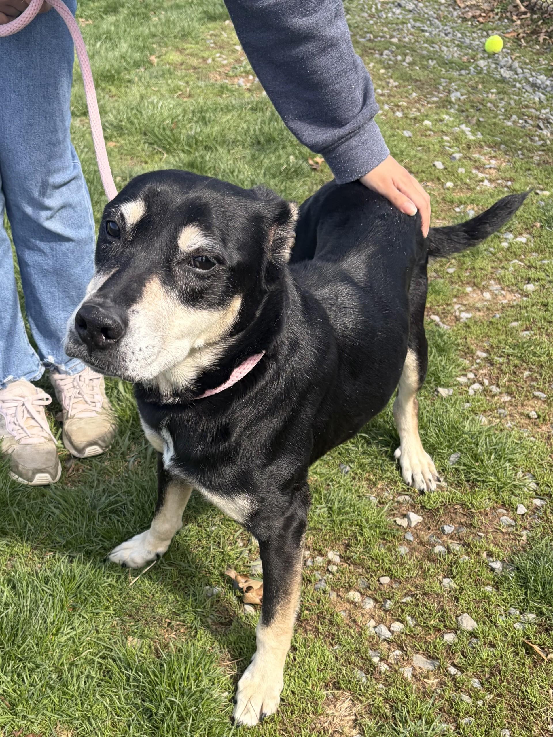 Enlarge Natasha, a ADOPTABLE mixed breed in Winchester, VA image 3/5