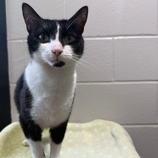 Sweetie Willa, adoptable, Young Female Tuxedo.