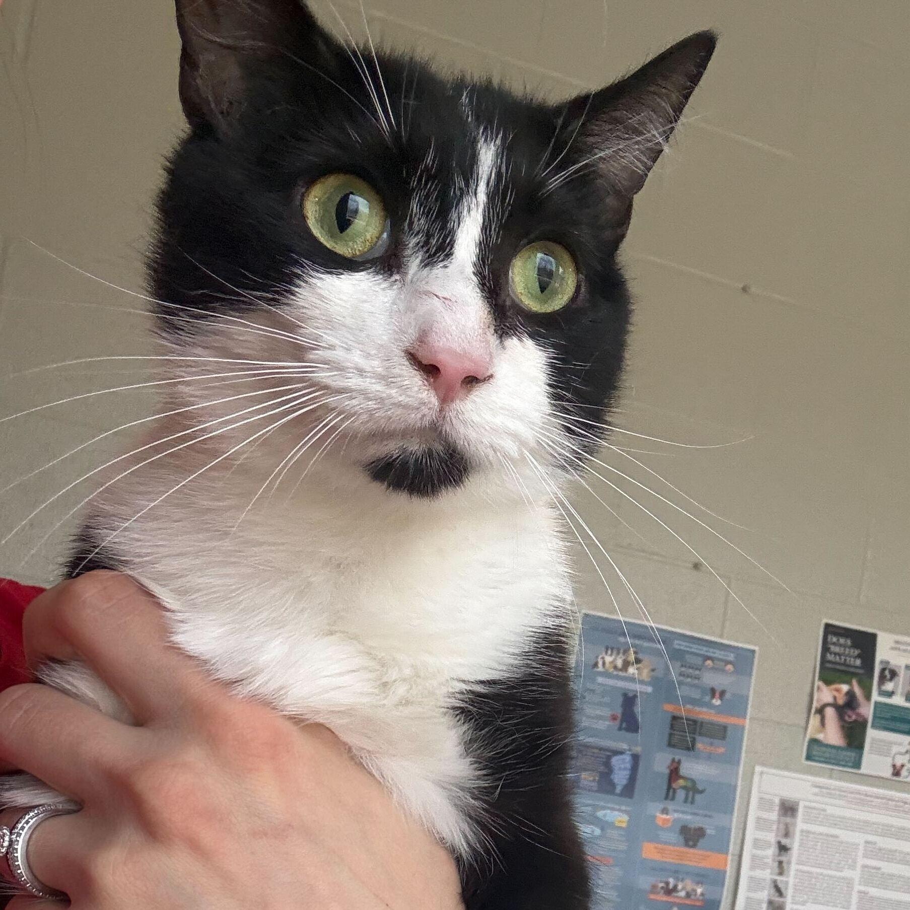 Enlarge Sweet Willa, a ADOPTABLE Tuxedo in Jackson, MI image 3/4