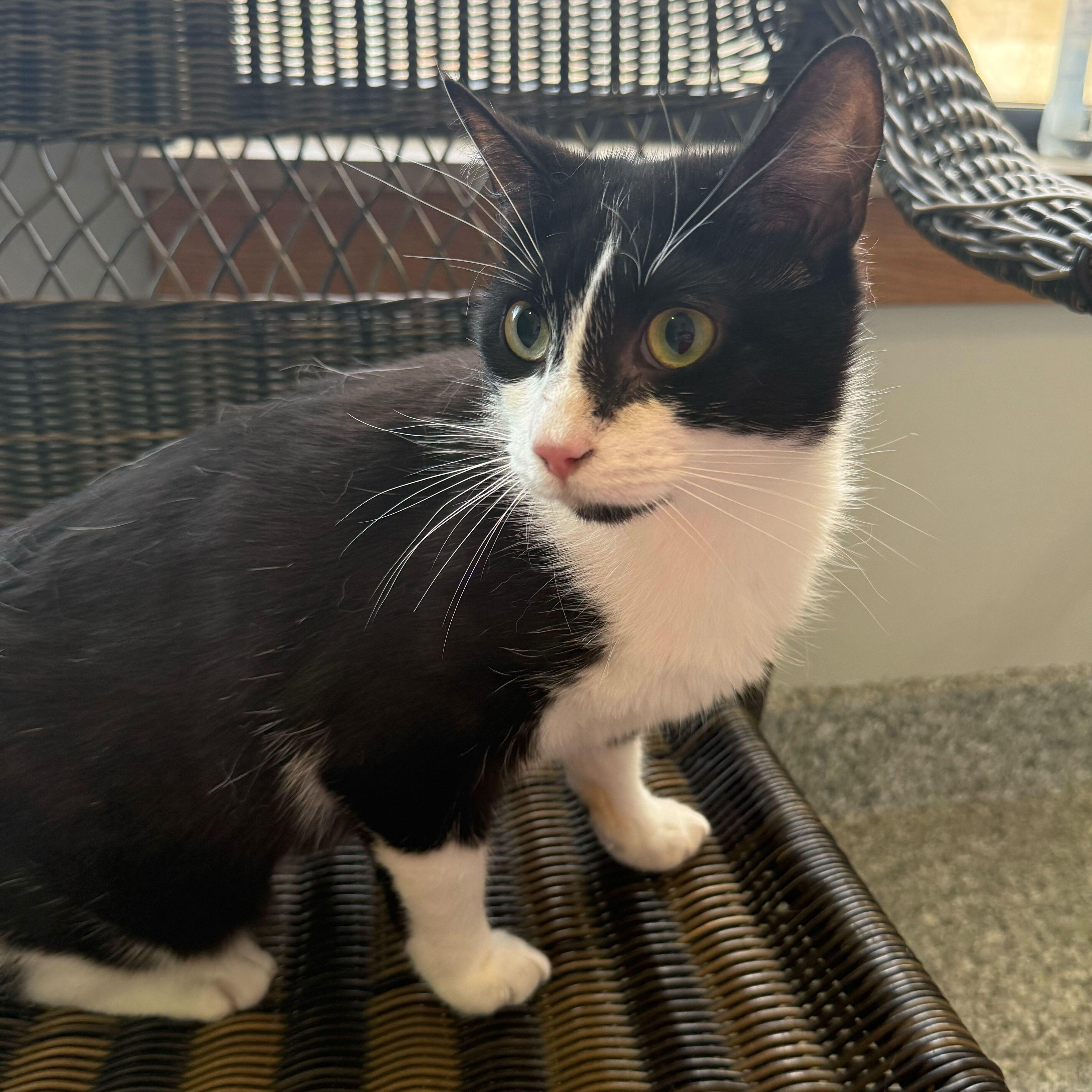 Sweet Willa, ADOPTABLE, Young Female Tuxedo.