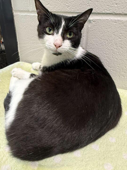 Enlarge Sweetie Willa, an adoptable Tuxedo in Jackson, MI image 2/5