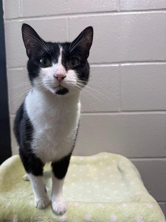 Enlarge Sweetie Willa, an adoptable Tuxedo in Jackson, MI image 3/5