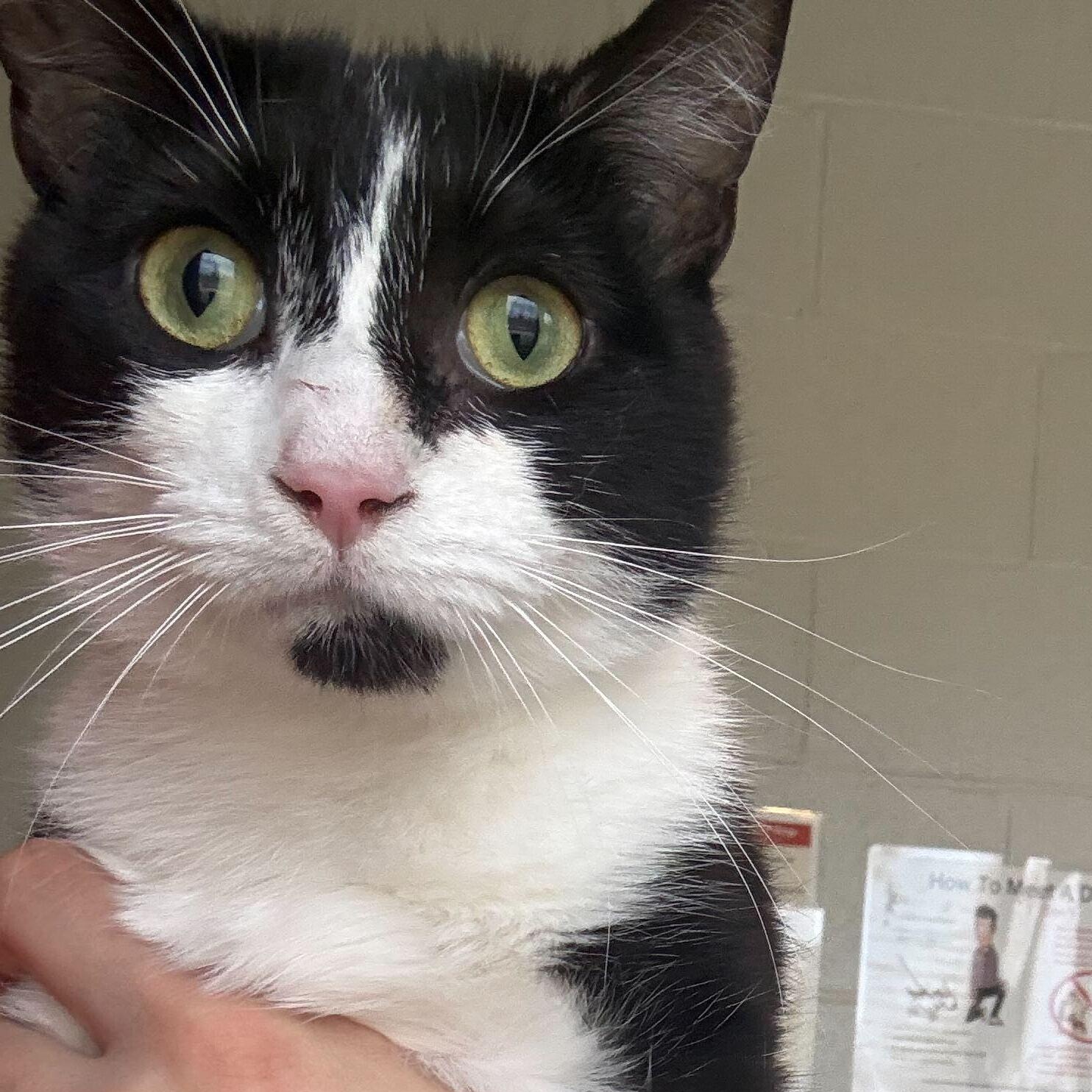 Enlarge Sweet Willa, a ADOPTABLE Tuxedo in Jackson, MI image 4/4