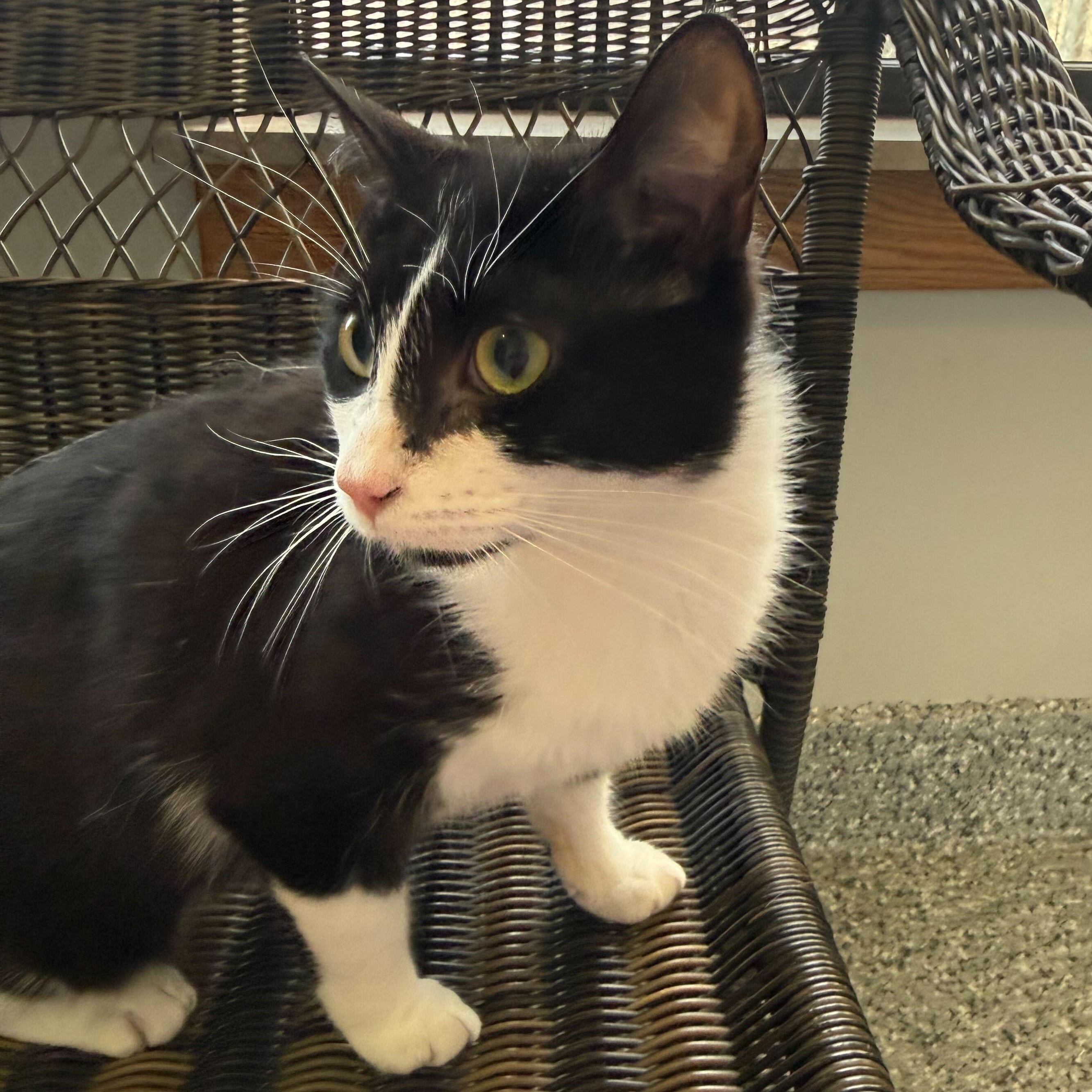 Enlarge Sweet Willa, a ADOPTABLE Tuxedo in Jackson, MI image 2/4