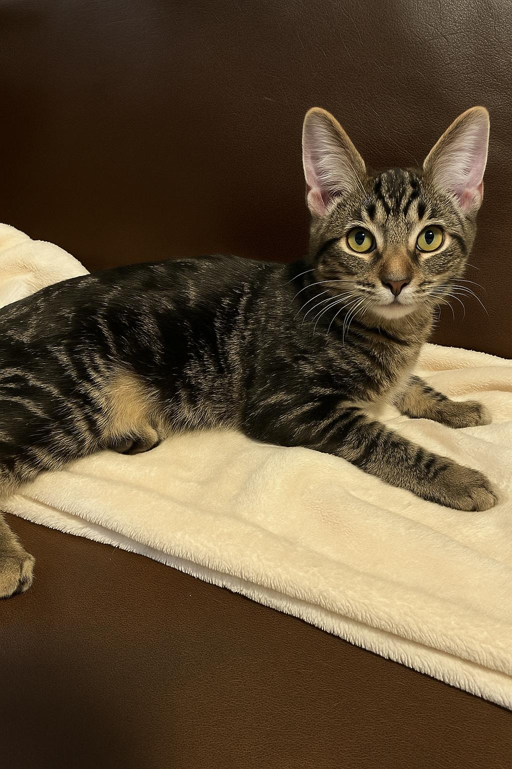 Enlarge Oliver, a Adoptable Tabby in Fresno, CA image 1/2