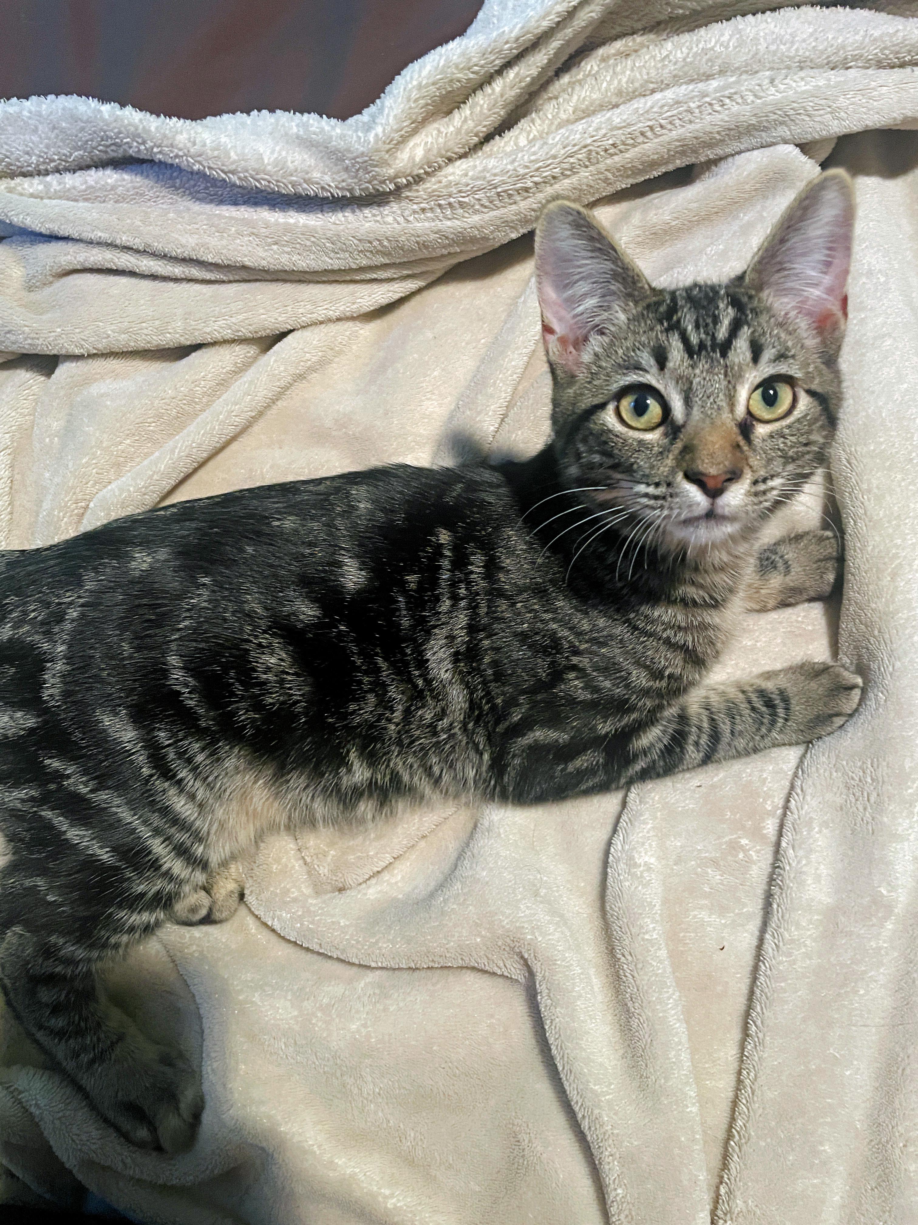 Enlarge Oliver, a Adoptable Tabby in Fresno, CA image 2/2