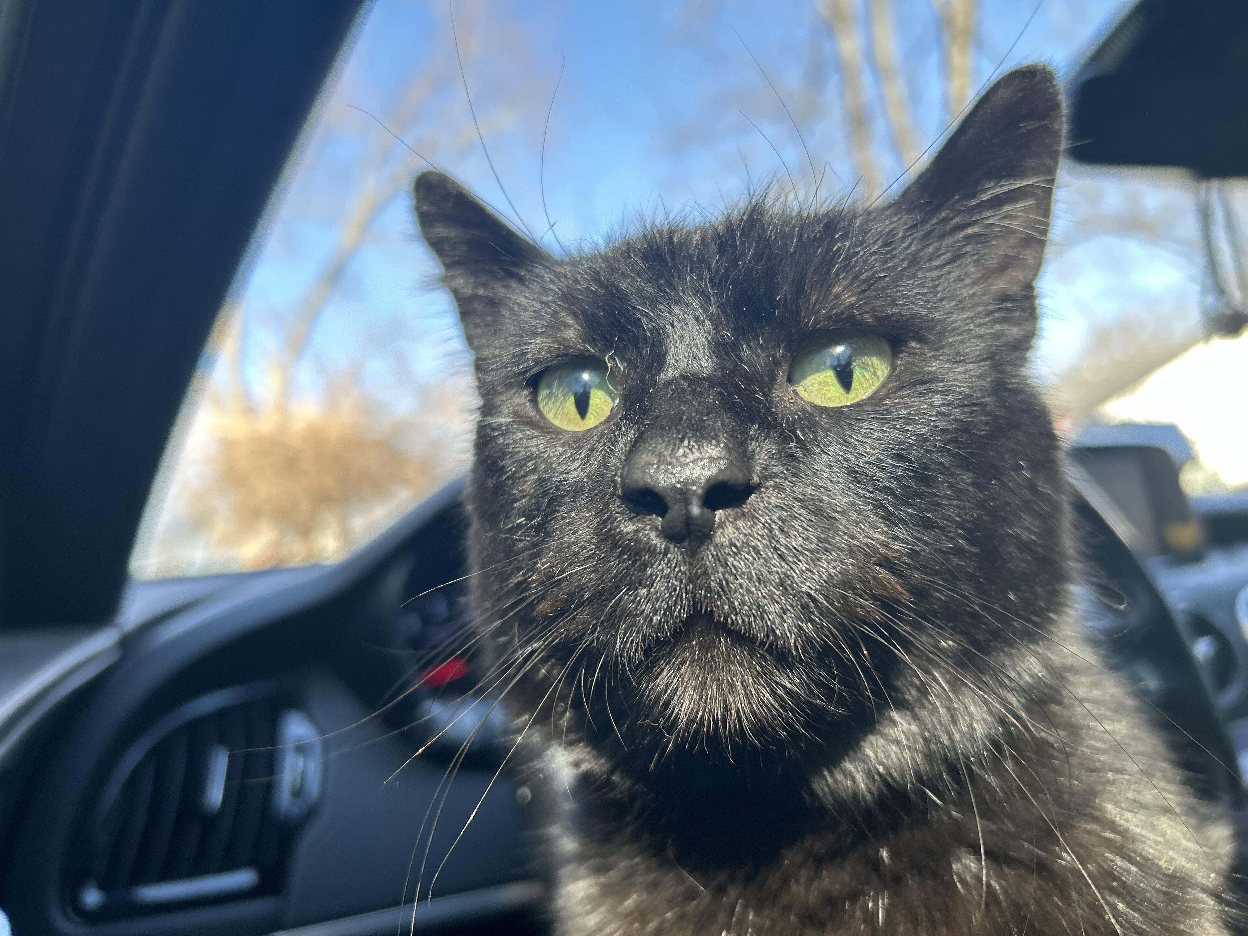 Enlarge Sprout, a Adoptable Domestic Short Hair in Roachdale, IN image 2/5