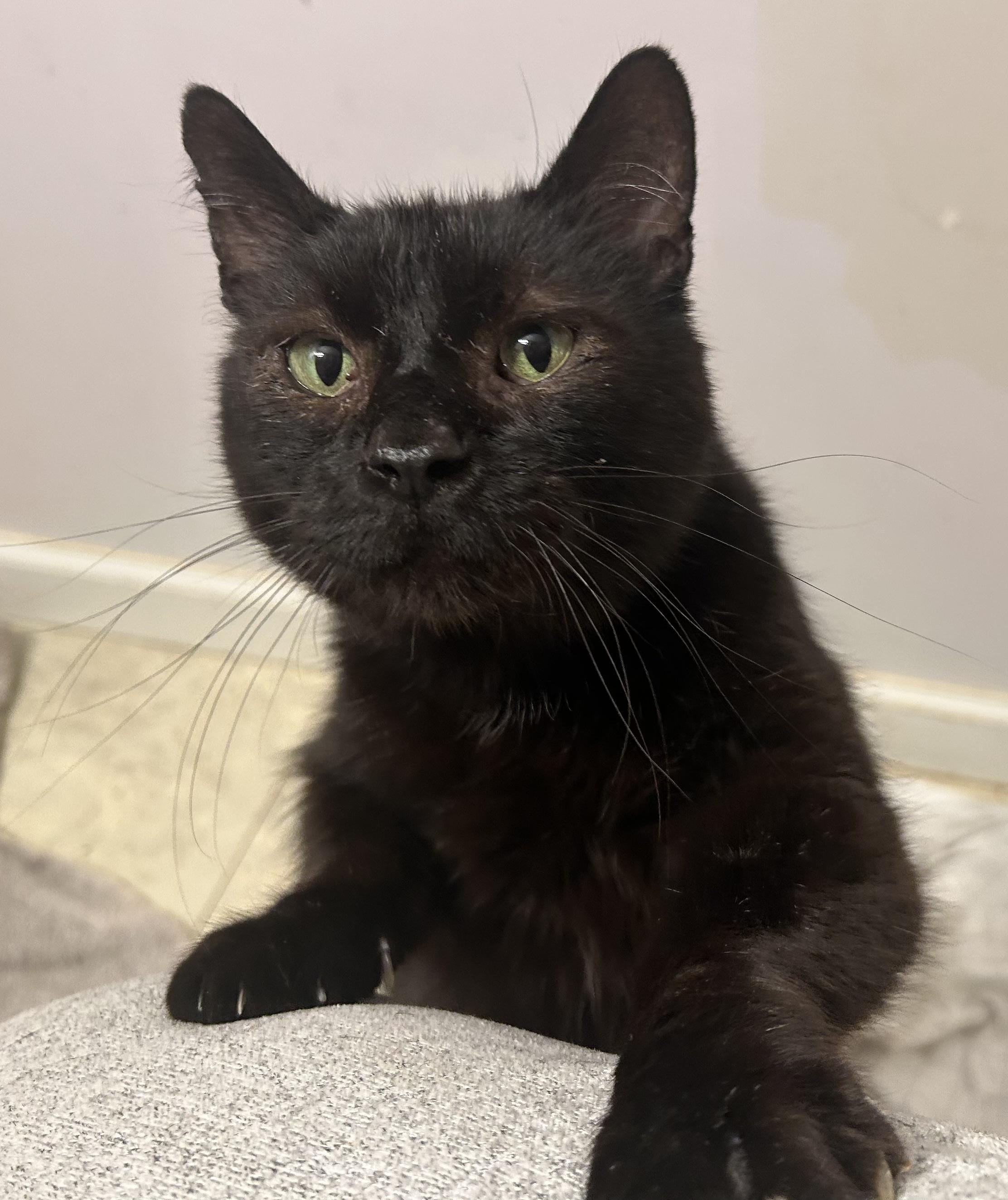 Sprout, Adoptable, Adult Male Domestic Short Hair.