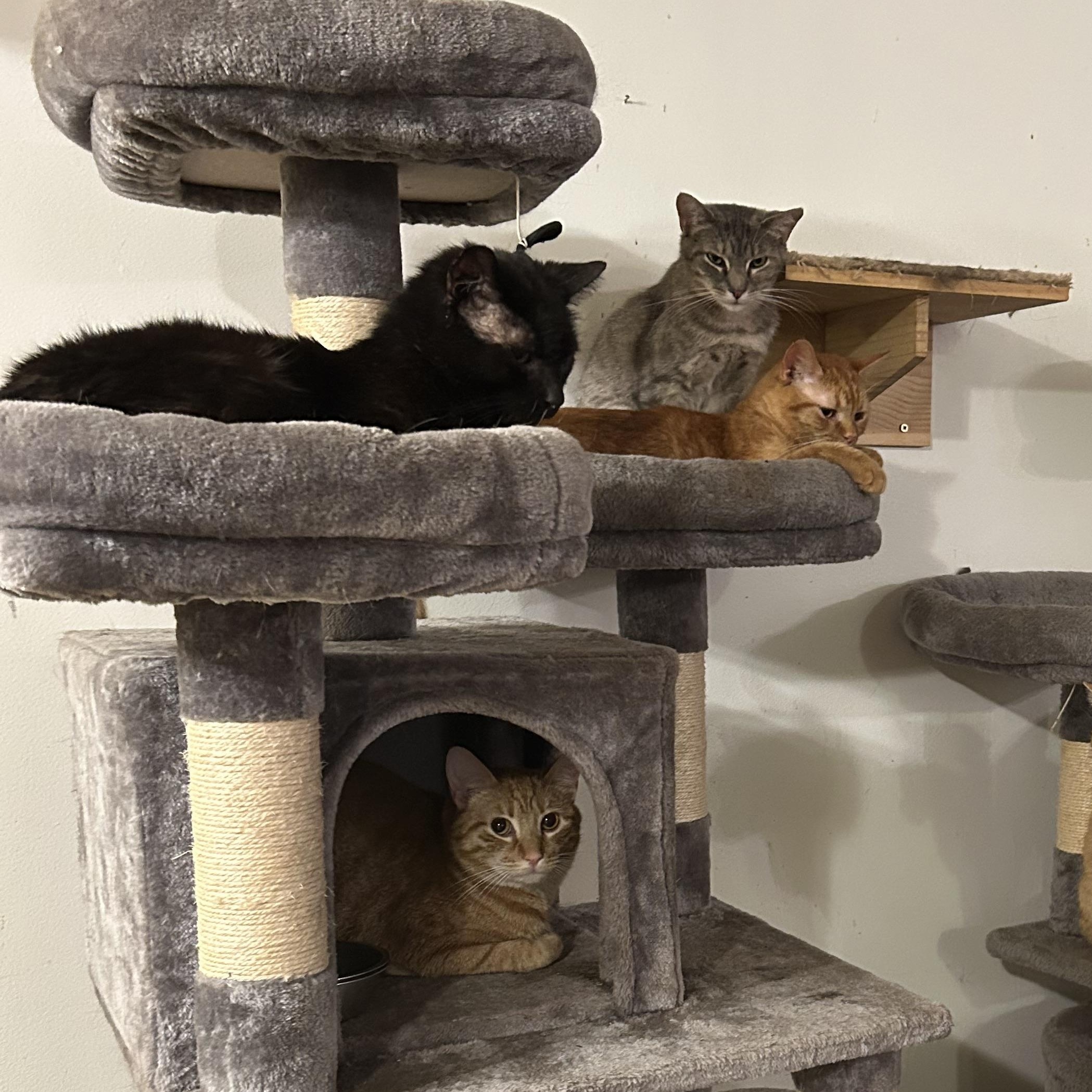 Enlarge Sprout, a Adoptable Domestic Short Hair in Roachdale, IN image 5/5