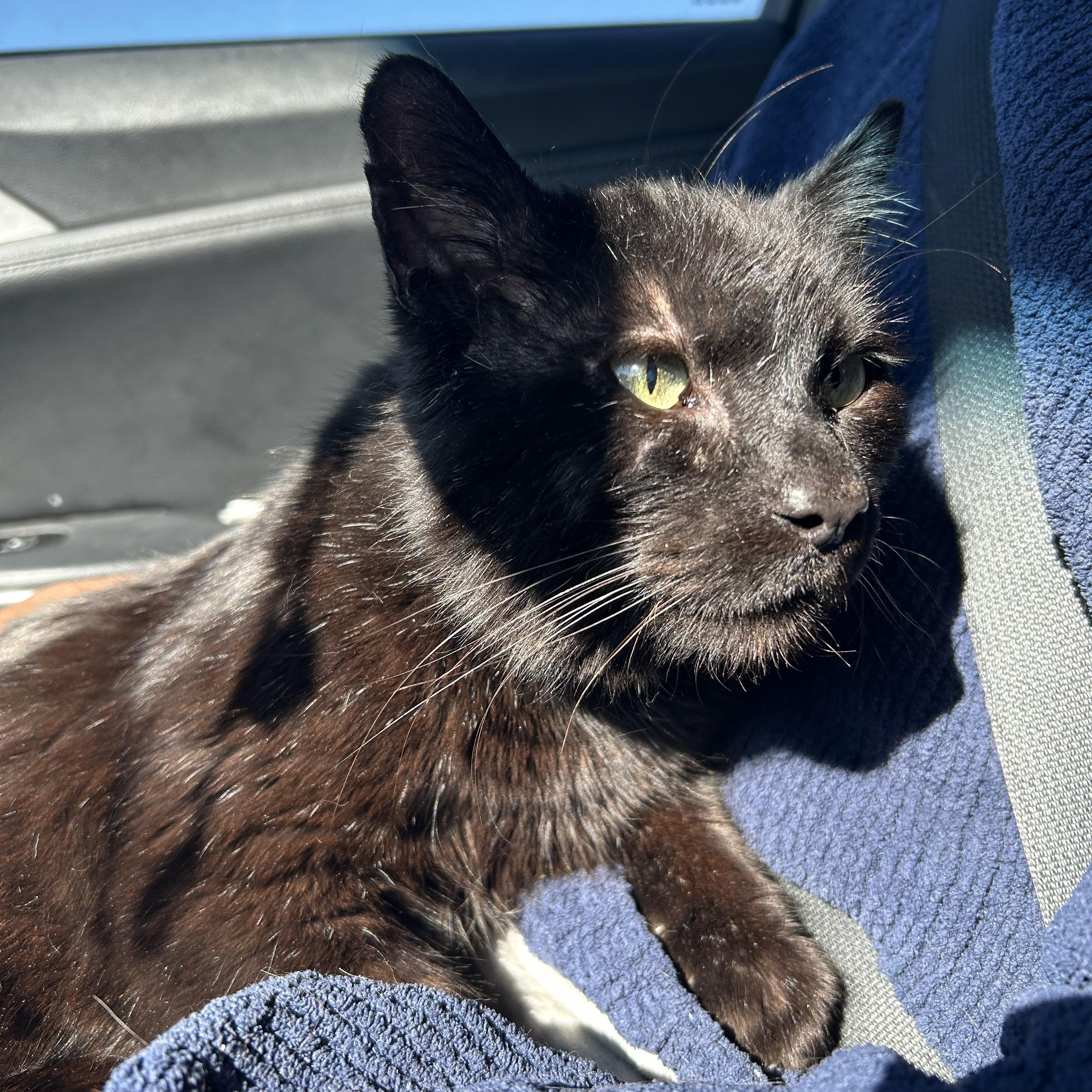 Sprout, Adoptable, Adult Male Domestic Short Hair.