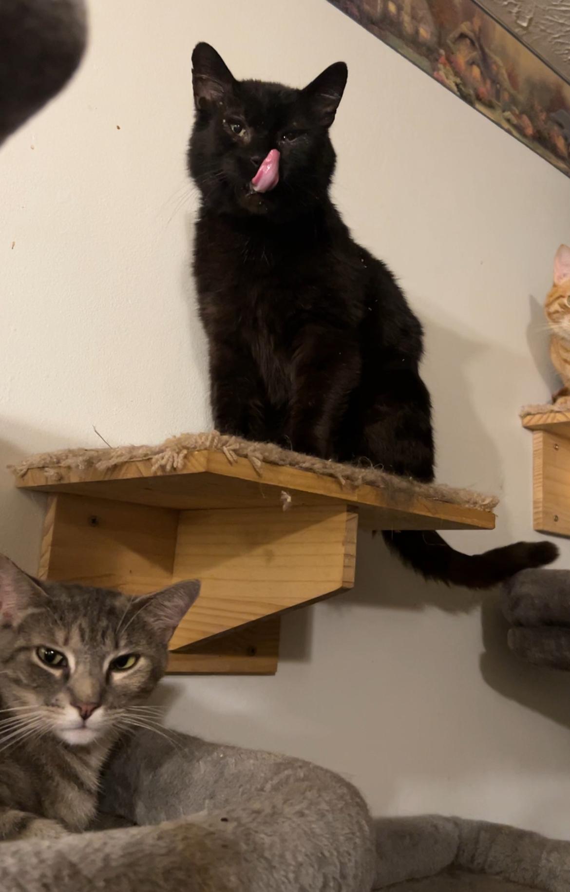 Enlarge Sprout, a Adoptable Domestic Short Hair in Roachdale, IN image 4/5