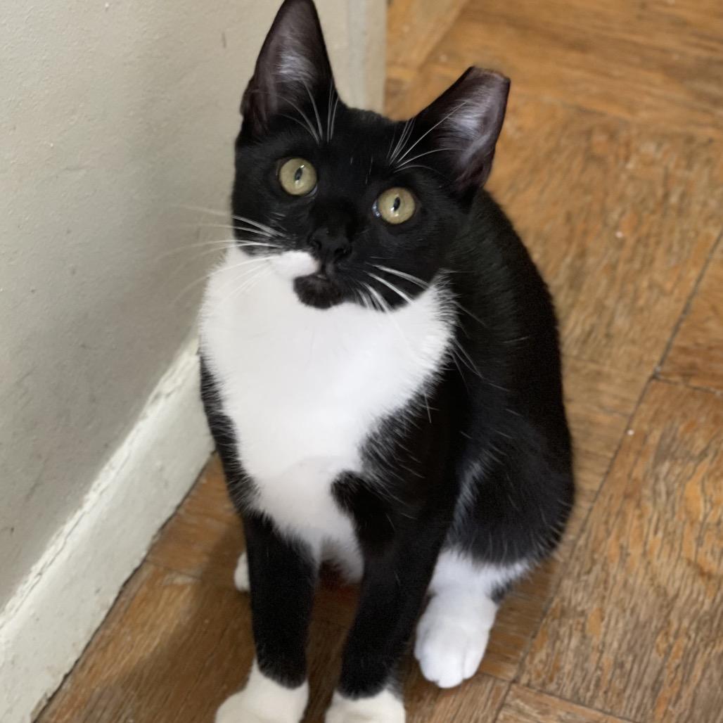 Spicy nugget — thumbnail 2