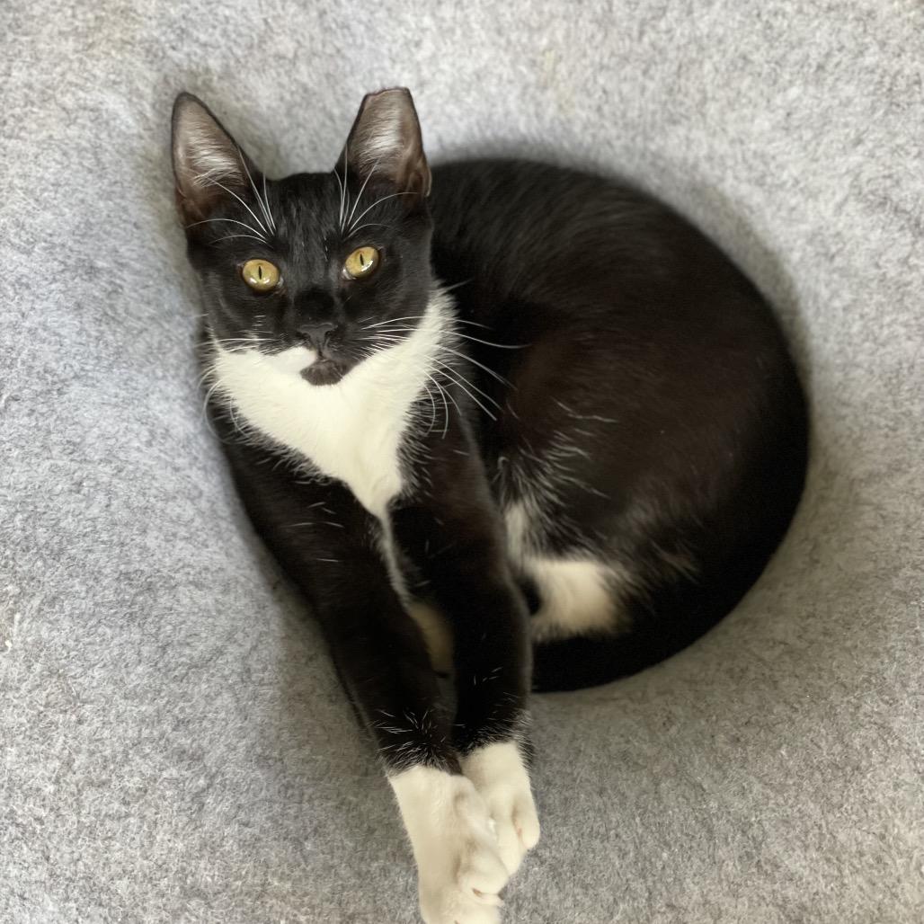 Spicy nugget — thumbnail 3