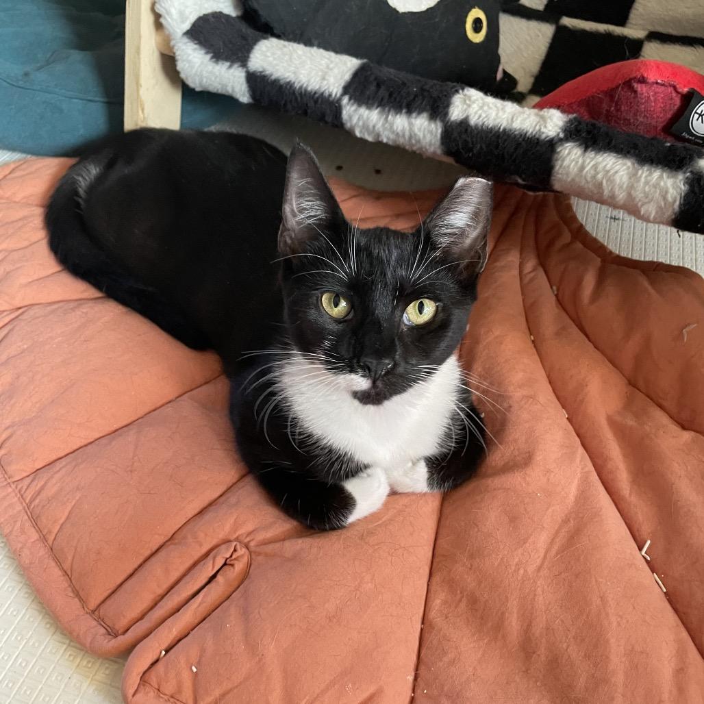 Spicy nugget — thumbnail 4