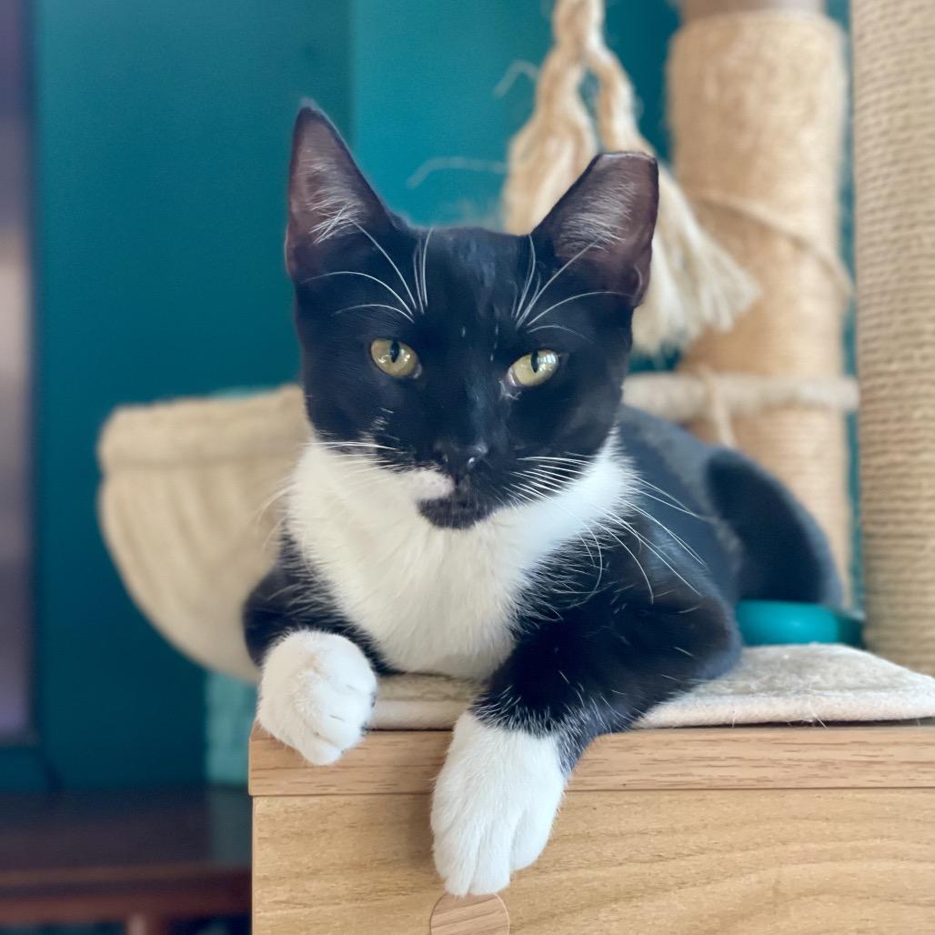 Spicy nugget — thumbnail 5