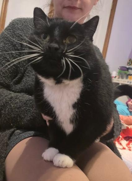 Enlarge Phoebe, a ADOPTABLE Tuxedo in Norwich, CT image 2/4