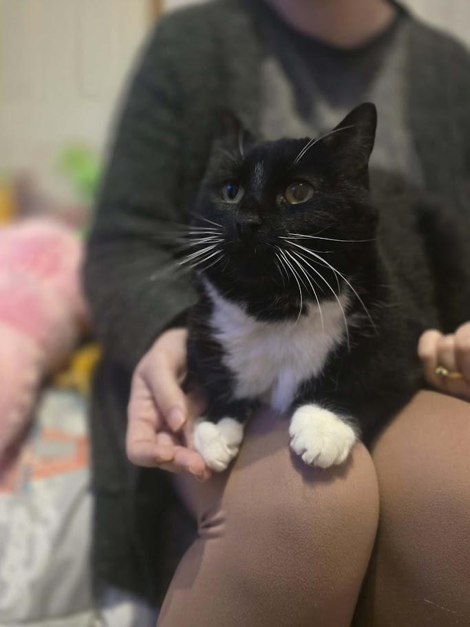 Enlarge Phoebe, a ADOPTABLE Tuxedo in Norwich, CT image 3/4