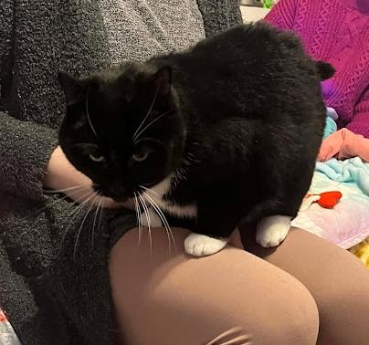 Enlarge Phoebe, a ADOPTABLE Tuxedo in Norwich, CT image 4/4