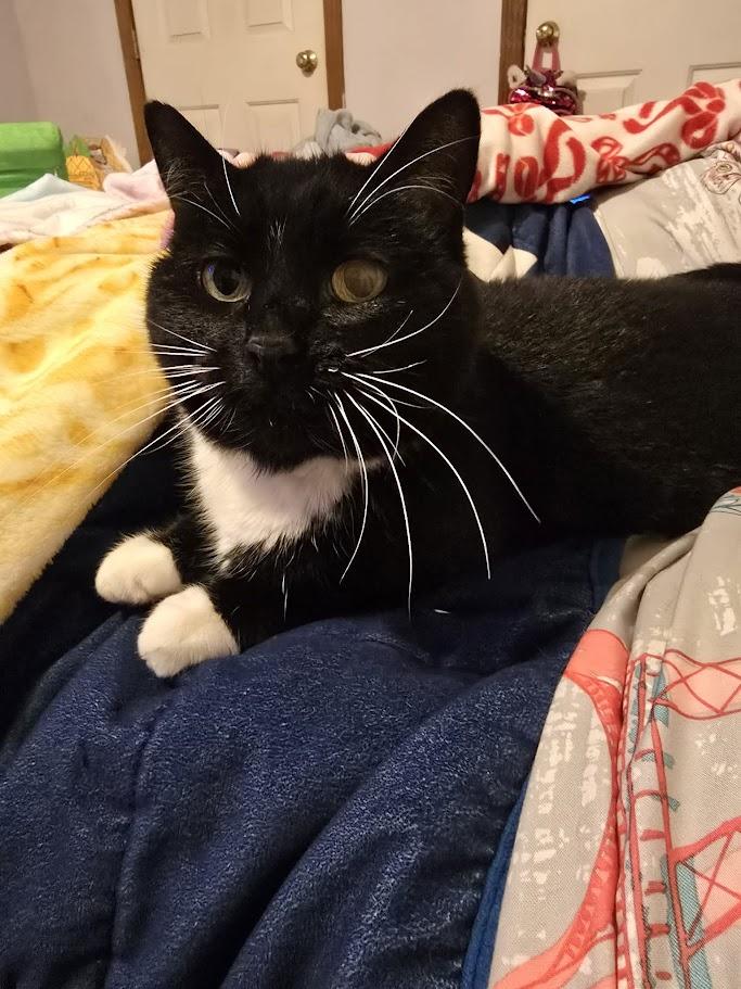 Phoebe, ADOPTABLE, Young Female Tuxedo.