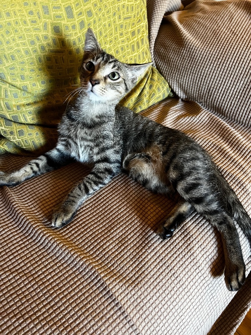 Loki, a Adoptable Domestic Short Hair in Palm City, FL image 1/9