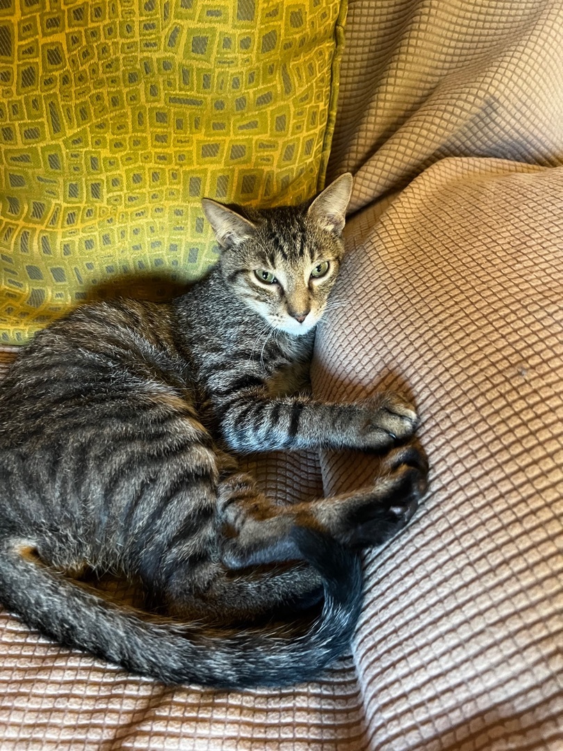 Loki, a Adoptable Domestic Short Hair in Palm City, FL image 2/9