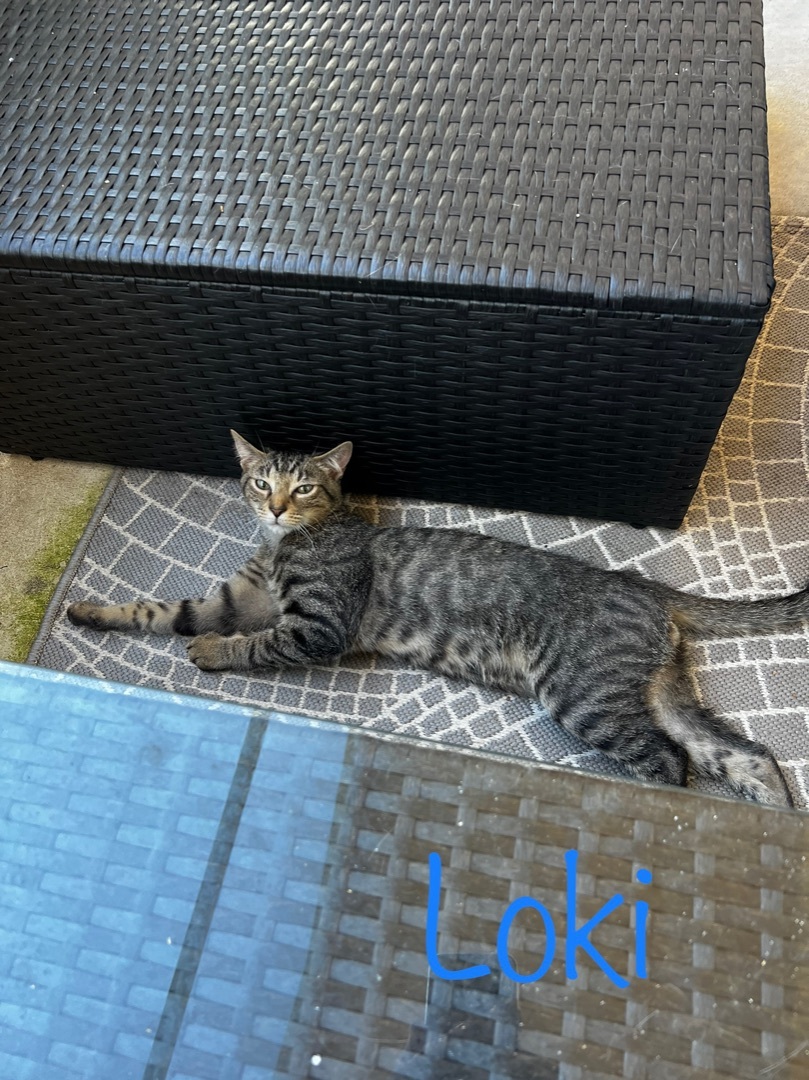 Loki, a Adoptable Domestic Short Hair in Palm City, FL image 3/9