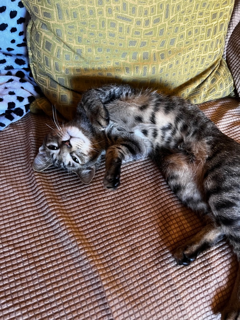 Loki, a Adoptable Domestic Short Hair in Palm City, FL image 4/9