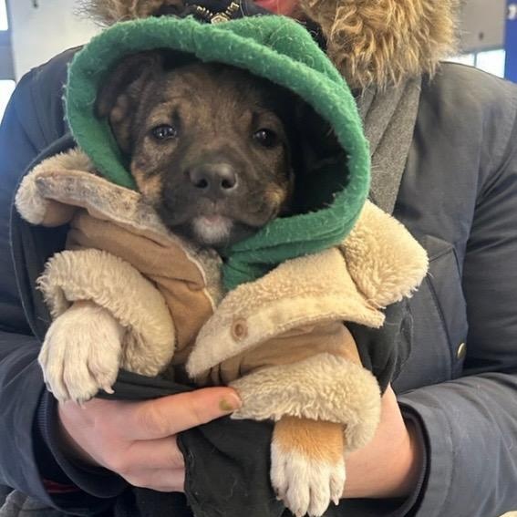Rudy, adopted, Puppy Male Labrador Retriever & Mixed Breed.