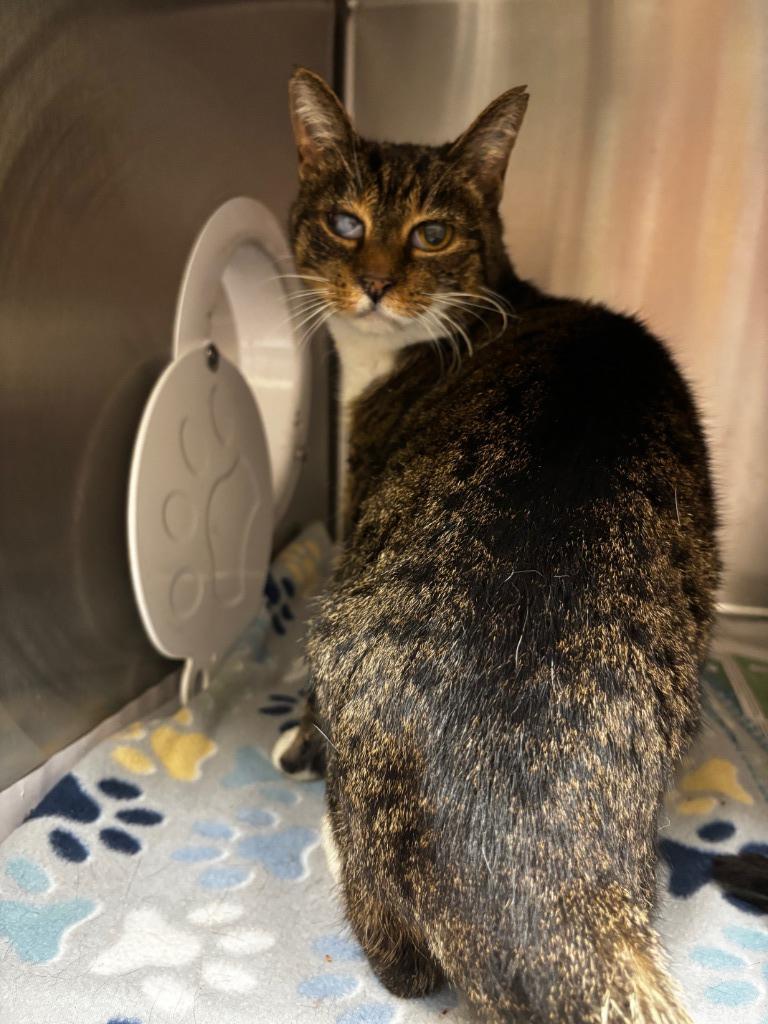 2025-09-156*Myrtle, Adoptable, Adult Female Domestic Short Hair.