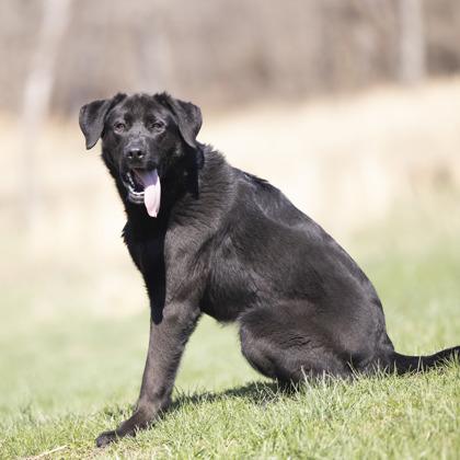 Hampton, a ADOPTABLE mixed breed in Bedford, IN image 1/3