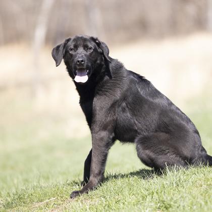 Hampton, a ADOPTABLE mixed breed in Bedford, IN image 2/3