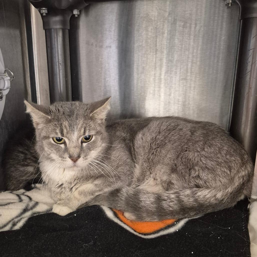 Enlarge Birdie, a Adoptable Domestic Short Hair in Kingman, KS image 1/1