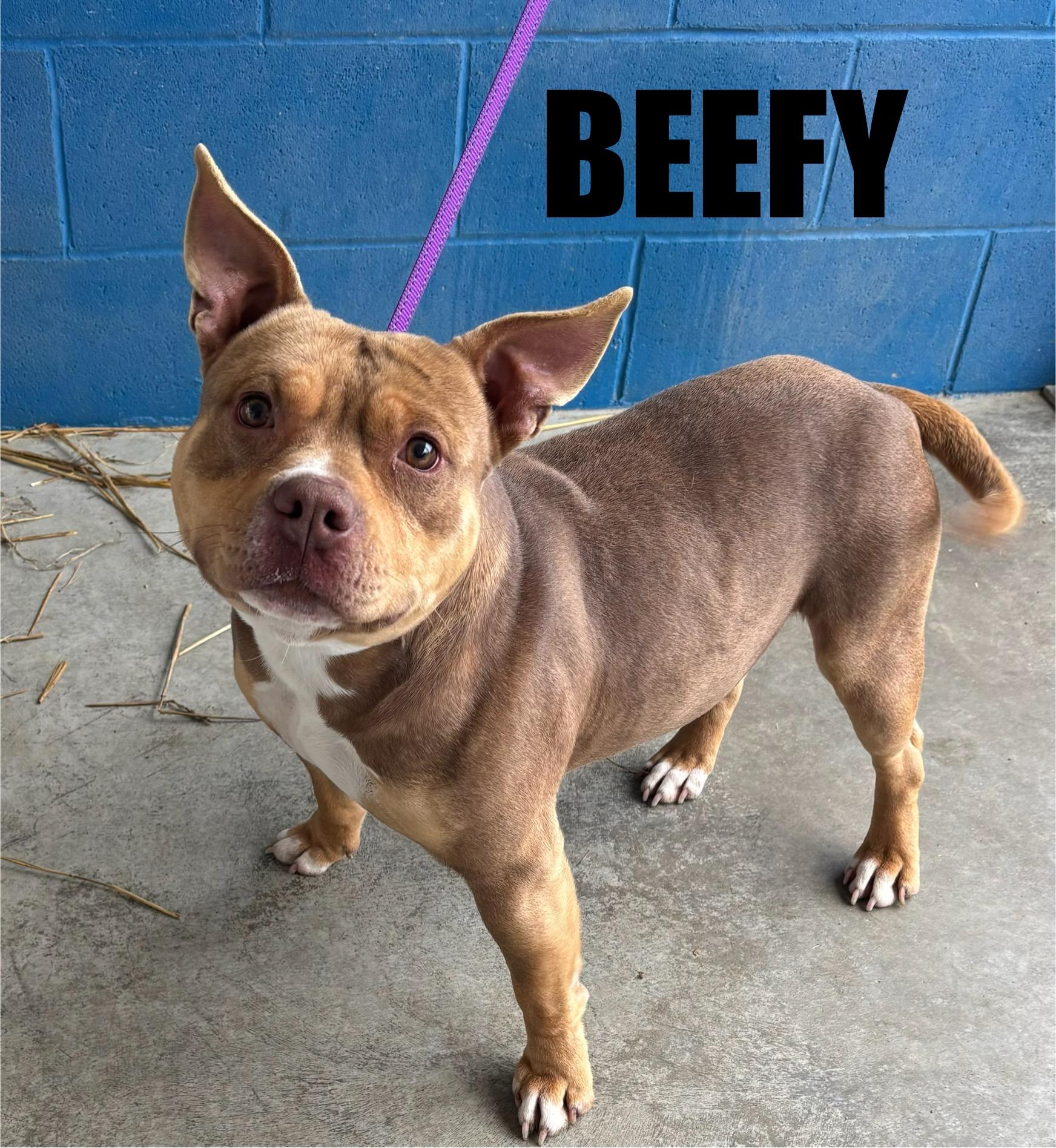 Enlarge Beefy , a ADOPTABLE mixed breed in Snow Hill, NC image 1/1