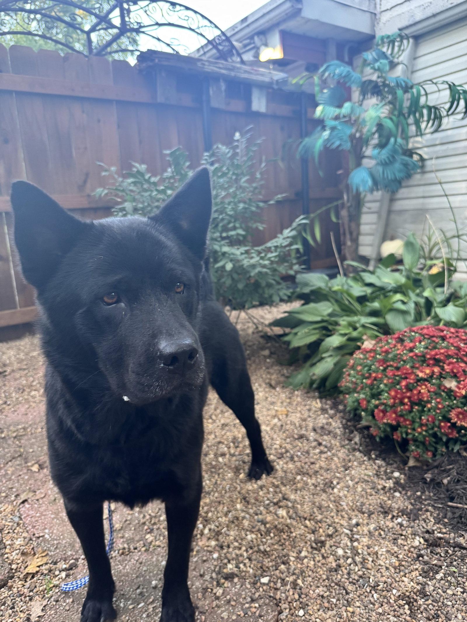 Enlarge Ranger, a Adoptable Chow Chow in Leavenworth, KS image 1/3