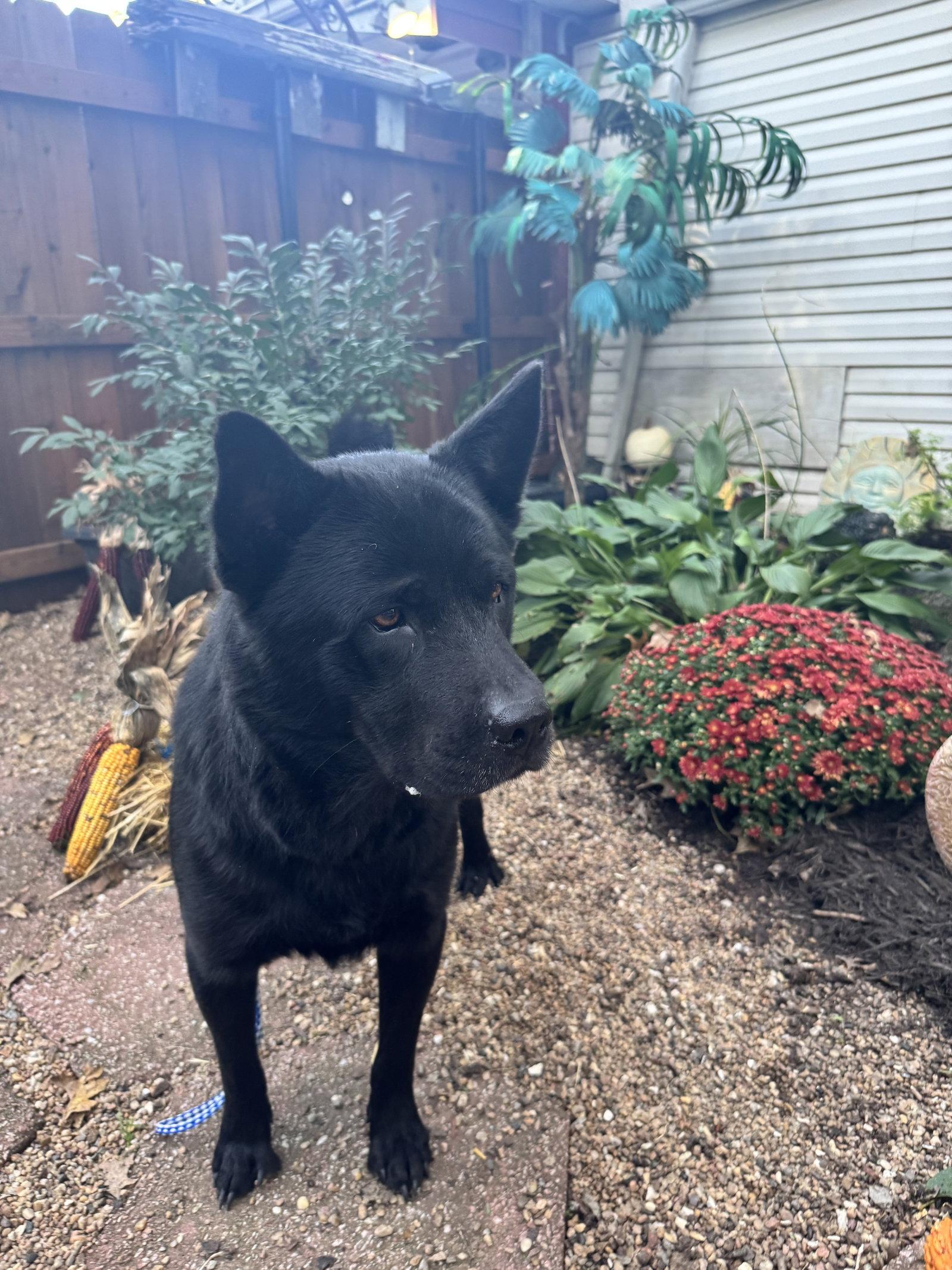 Enlarge Ranger, a Adoptable Chow Chow in Leavenworth, KS image 2/3