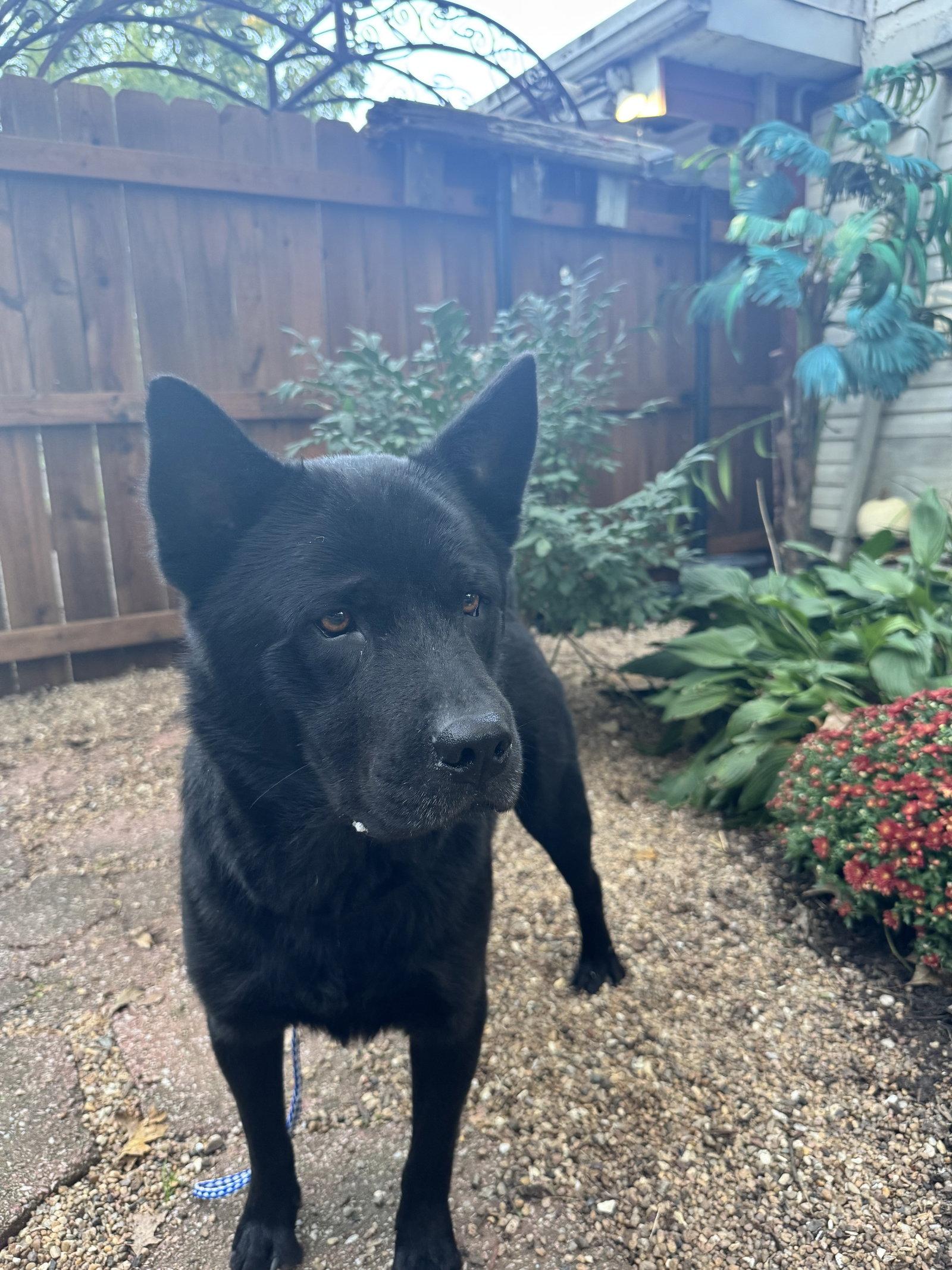 Enlarge Ranger, a Adoptable Chow Chow in Leavenworth, KS image 3/3