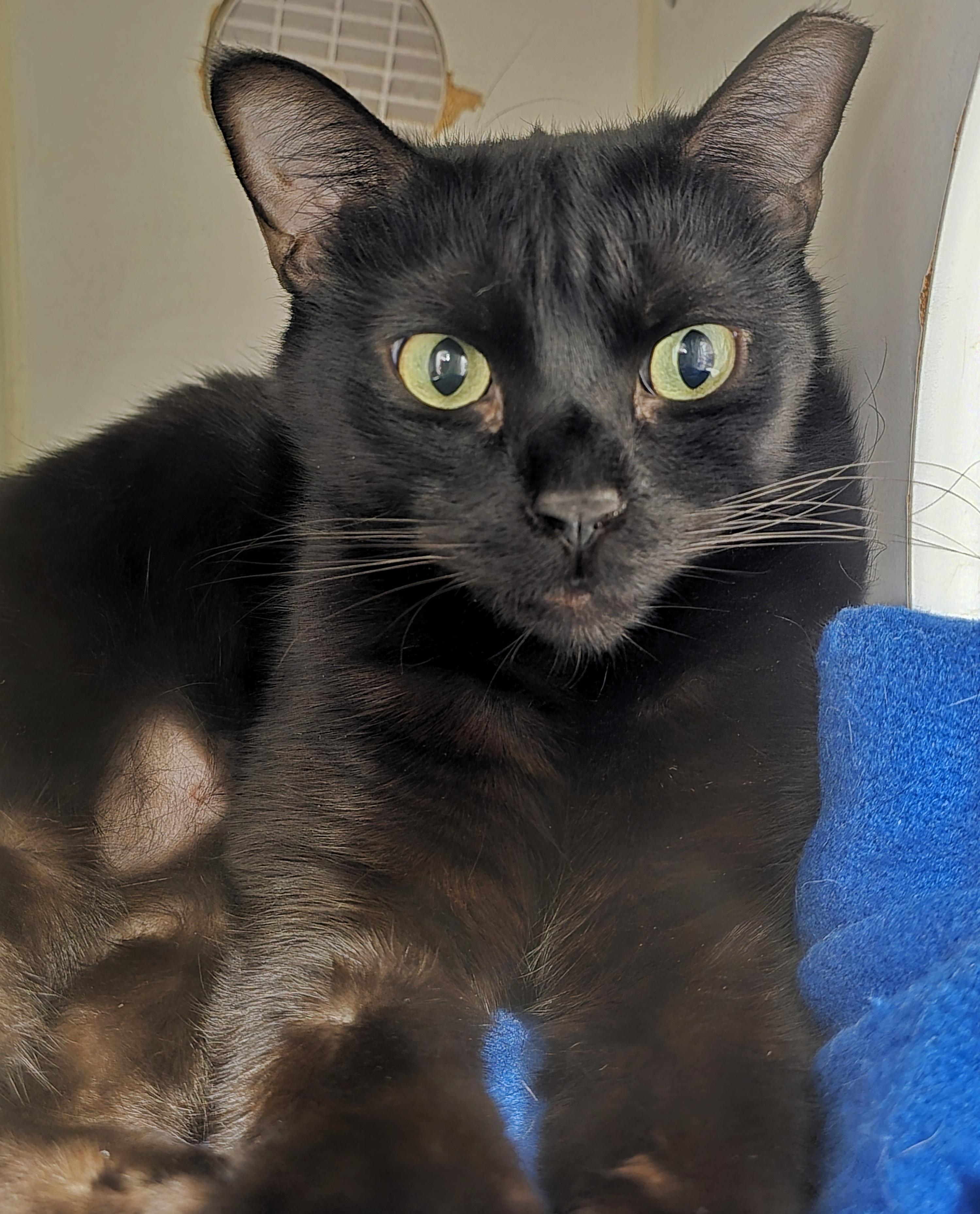 Cat for adoption - 4-647 Onyx, a Domestic Short Hair Mix in