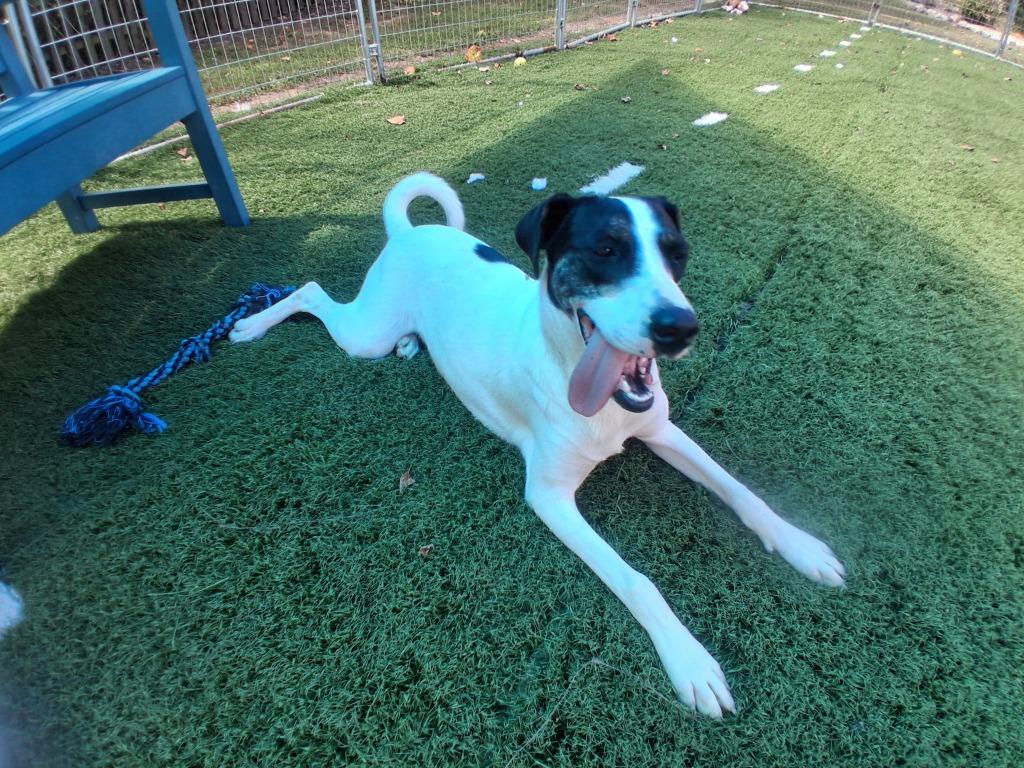 Enlarge Vixen, a Adoptable mixed breed in Murphysboro, IL image 2/6
