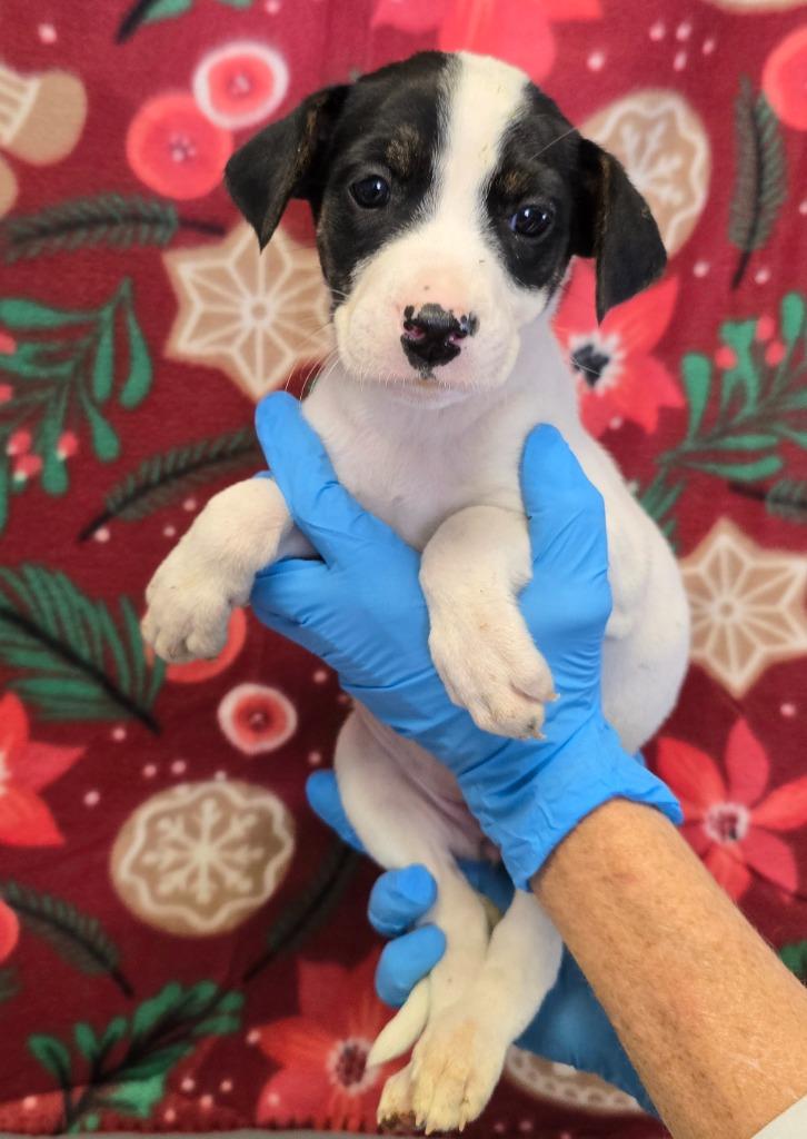 Enlarge Vixen, a Adoptable mixed breed in Murphysboro, IL image 2/2