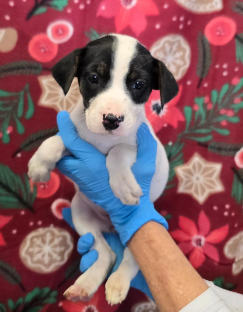 Enlarge Vixen, a Adoptable mixed breed in Murphysboro, IL image 2/4