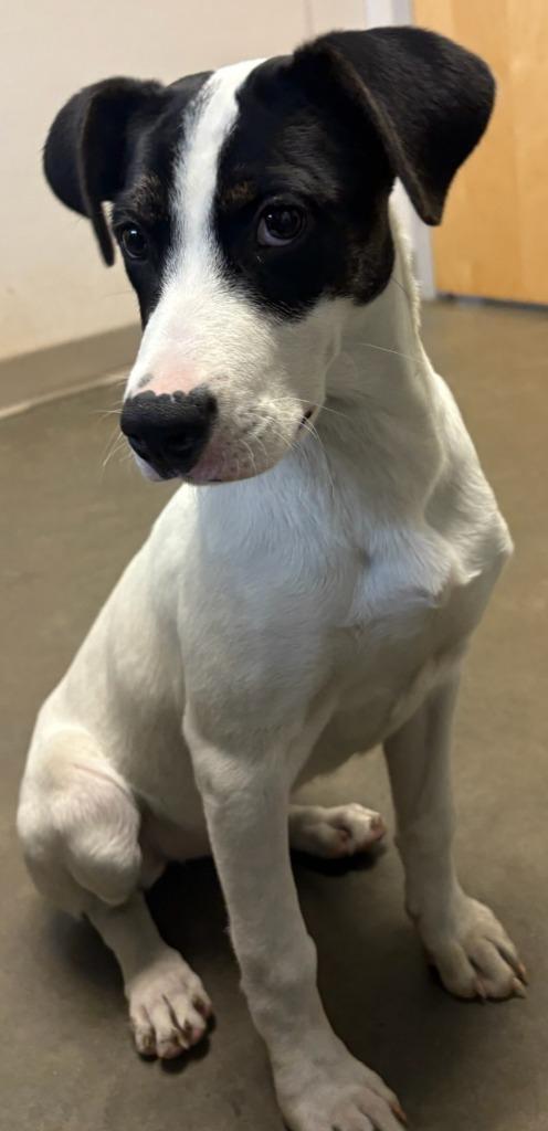 Enlarge Vixen, a Adoptable mixed breed in Murphysboro, IL image 3/4