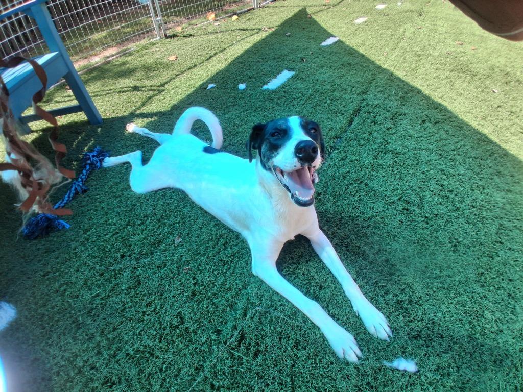 Enlarge Vixen, a Adoptable mixed breed in Murphysboro, IL image 6/6